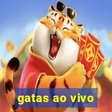 gatas ao vivo